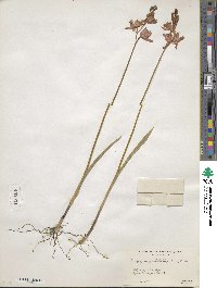 Calopogon tuberosus var. tuberosus image