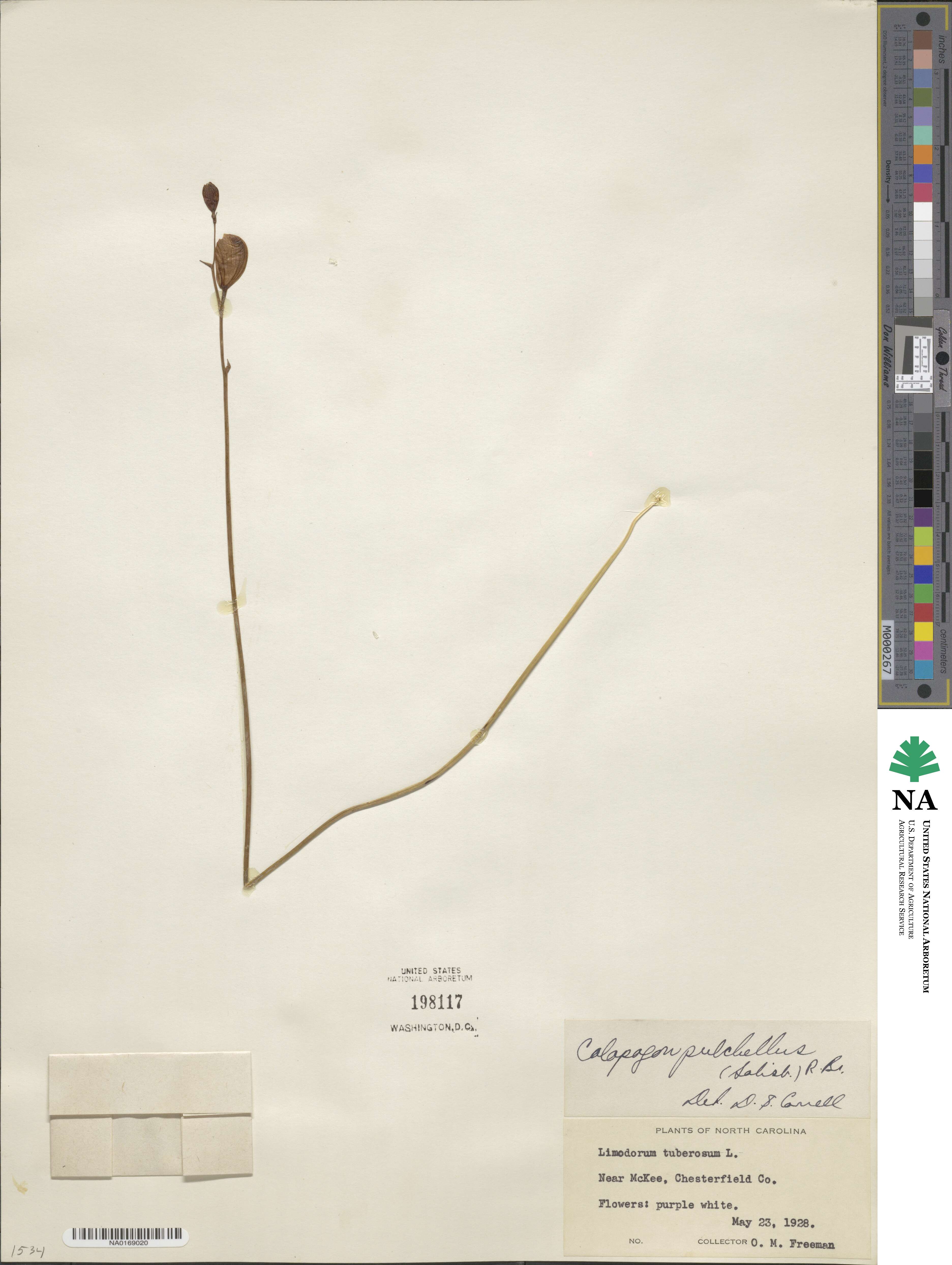 Calopogon tuberosus image
