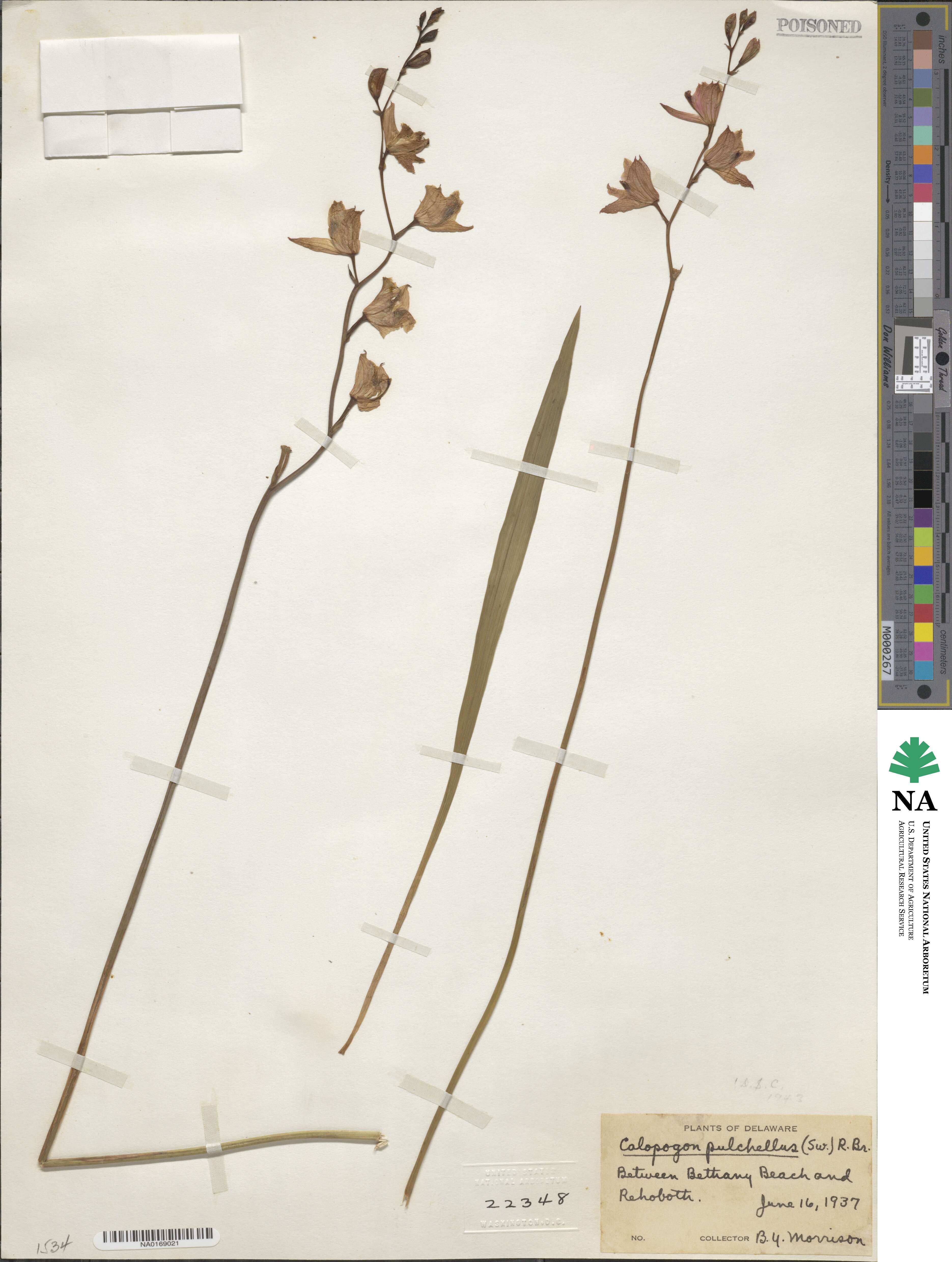 Calopogon tuberosus var. tuberosus image