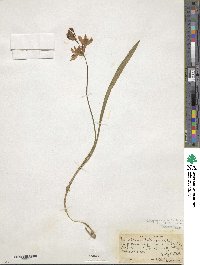 Calopogon tuberosus var. tuberosus image