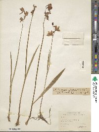 Calopogon tuberosus var. tuberosus image