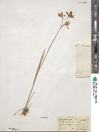 Calopogon tuberosus var. tuberosus image