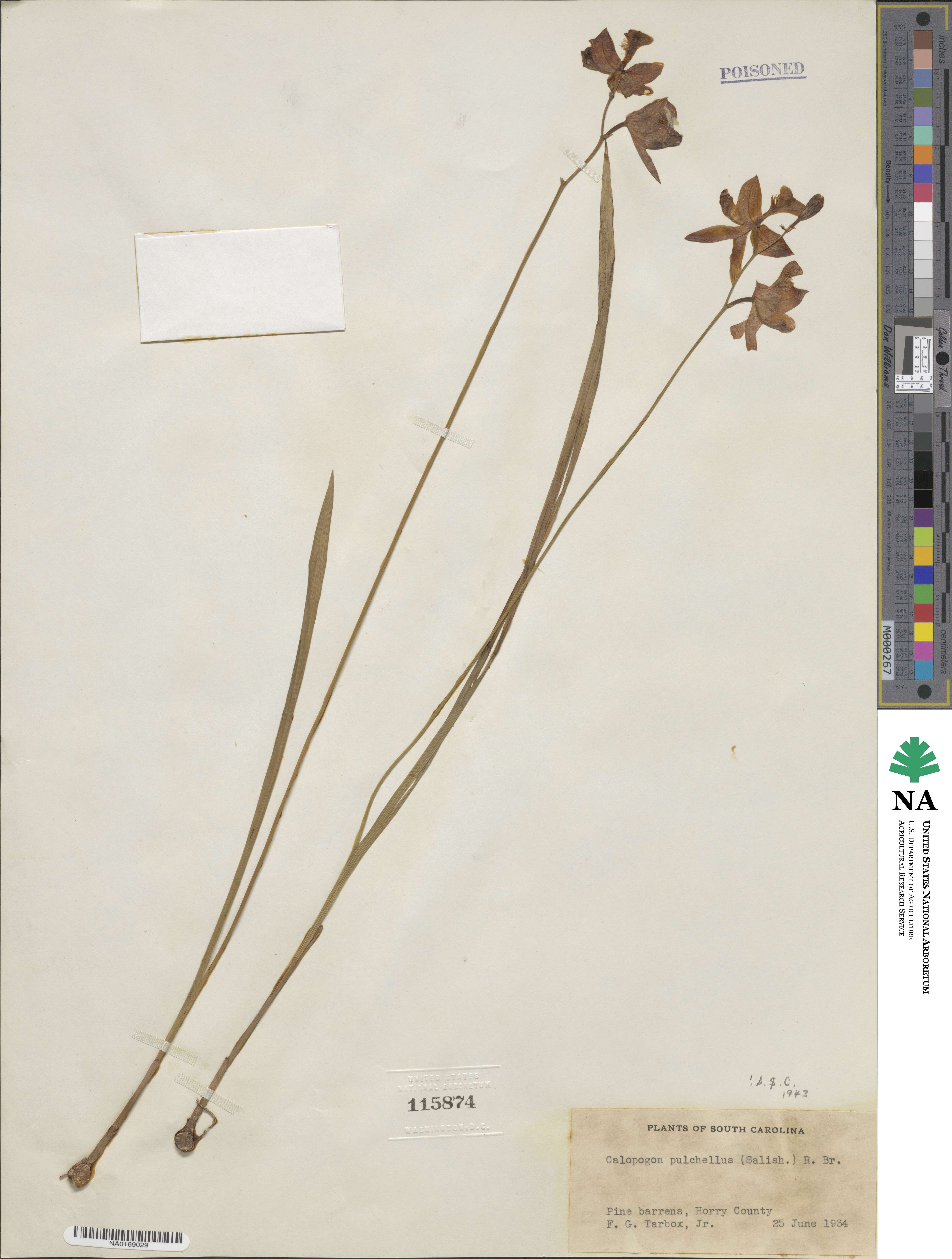 Calopogon tuberosus var. tuberosus image