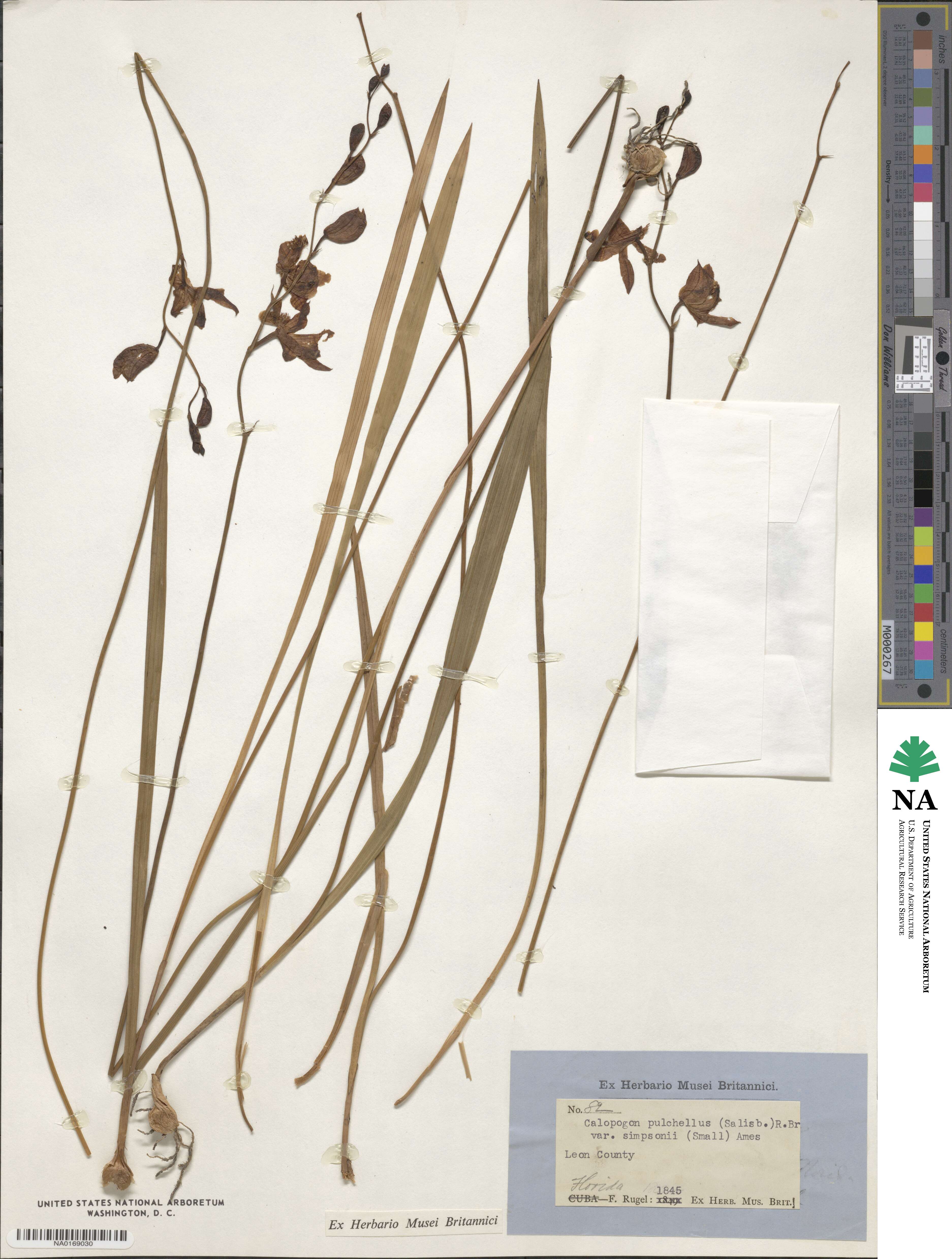 Calopogon tuberosus image