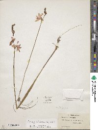 Calopogon tuberosus var. tuberosus image