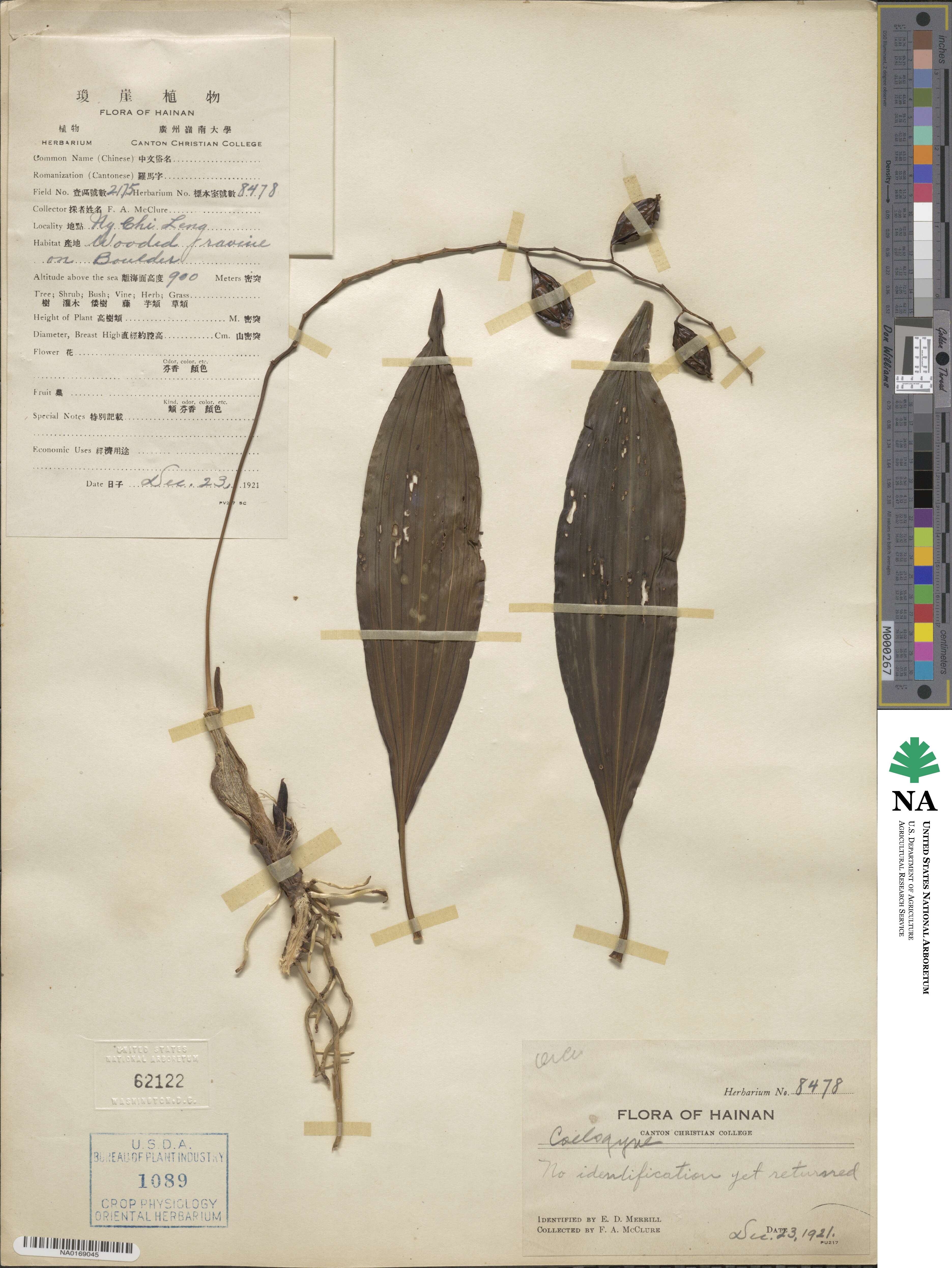 Coelogyne image