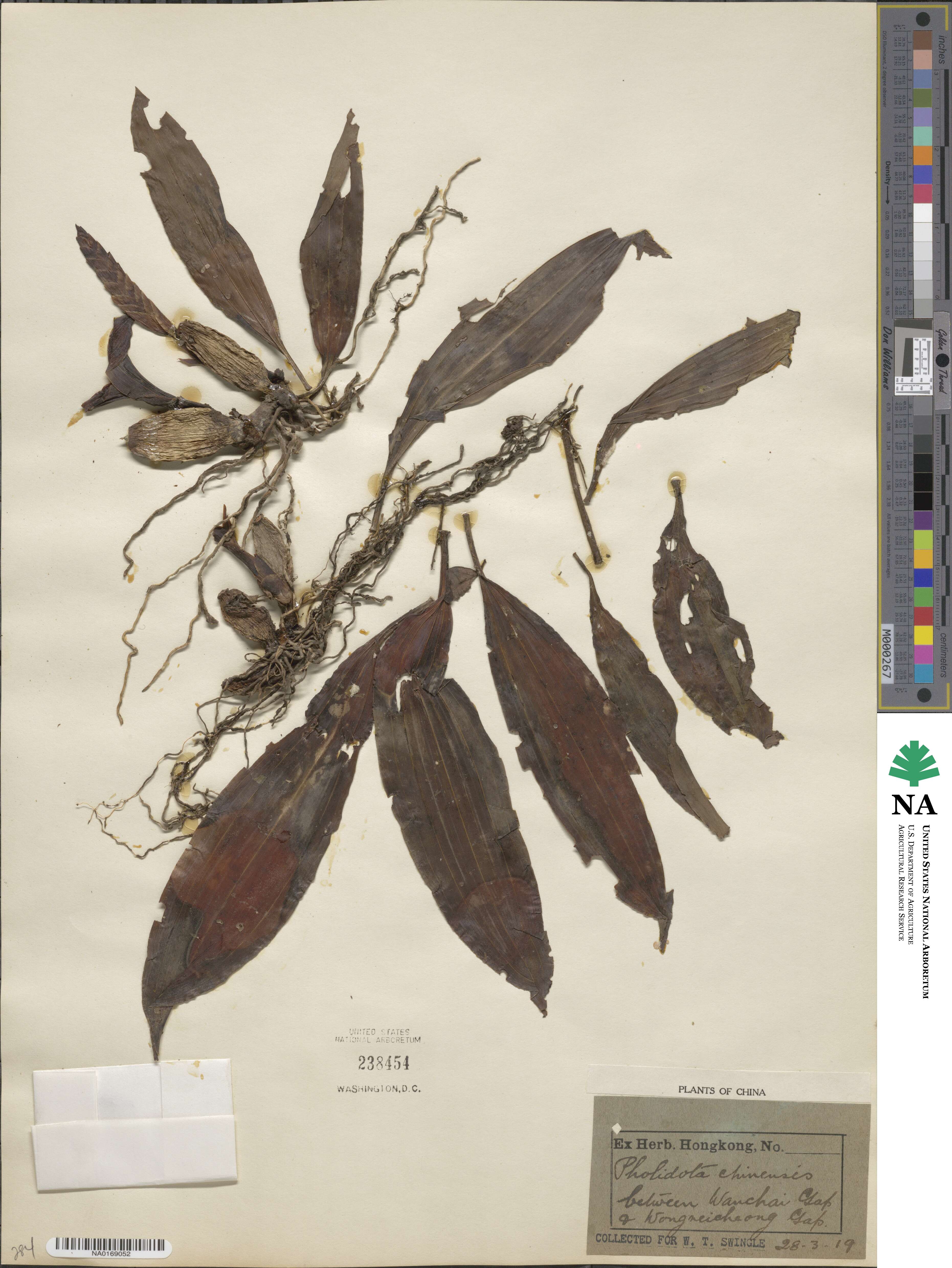 Coelogyne chinensis image
