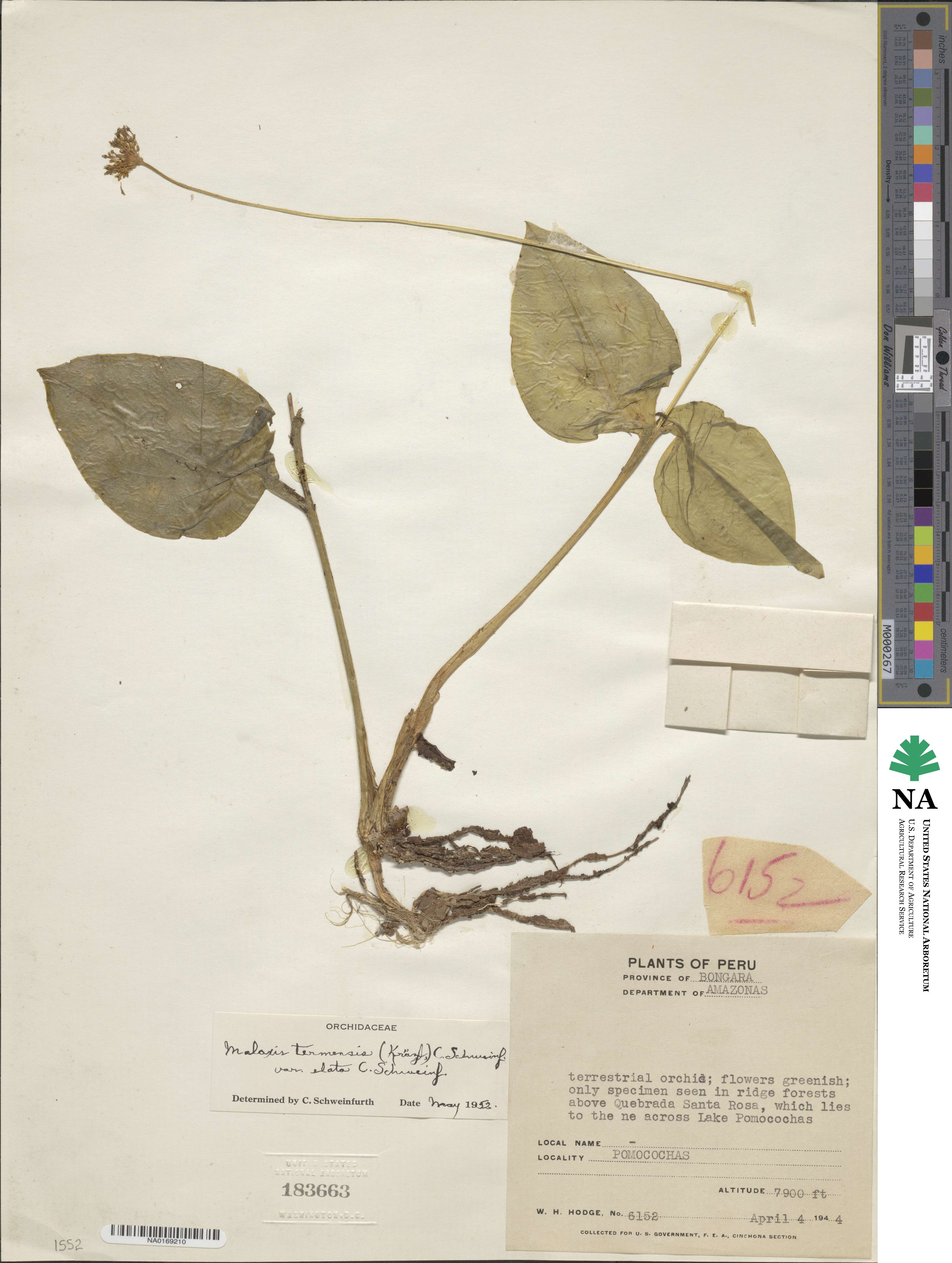 Malaxis termensis var. elata image