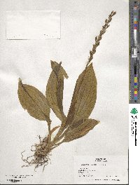 Liparis nervosa subsp. nervosa image