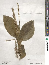 Liparis nervosa subsp. nervosa image