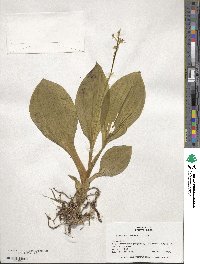 Liparis nervosa subsp. nervosa image