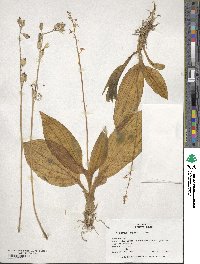 Liparis nervosa subsp. nervosa image