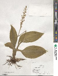 Liparis nervosa subsp. nervosa image