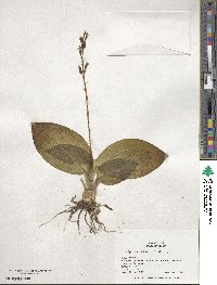 Liparis nervosa subsp. nervosa image