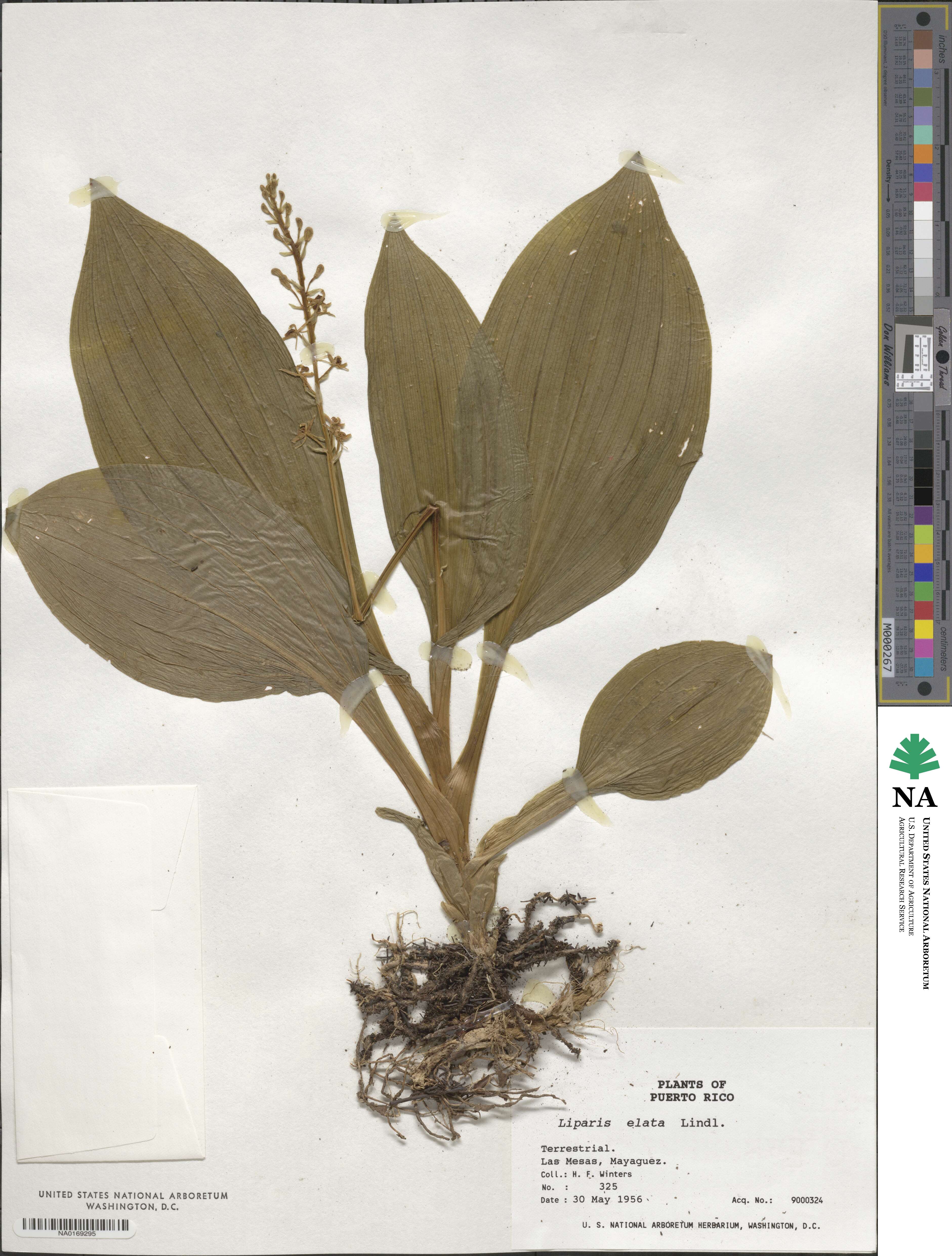 Liparis nervosa subsp. nervosa image