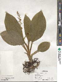 Liparis nervosa subsp. nervosa image