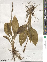 Liparis nervosa subsp. nervosa image