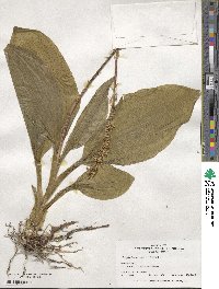 Liparis nervosa subsp. nervosa image