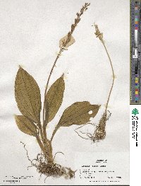 Liparis nervosa subsp. nervosa image