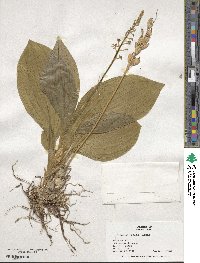 Liparis nervosa subsp. nervosa image