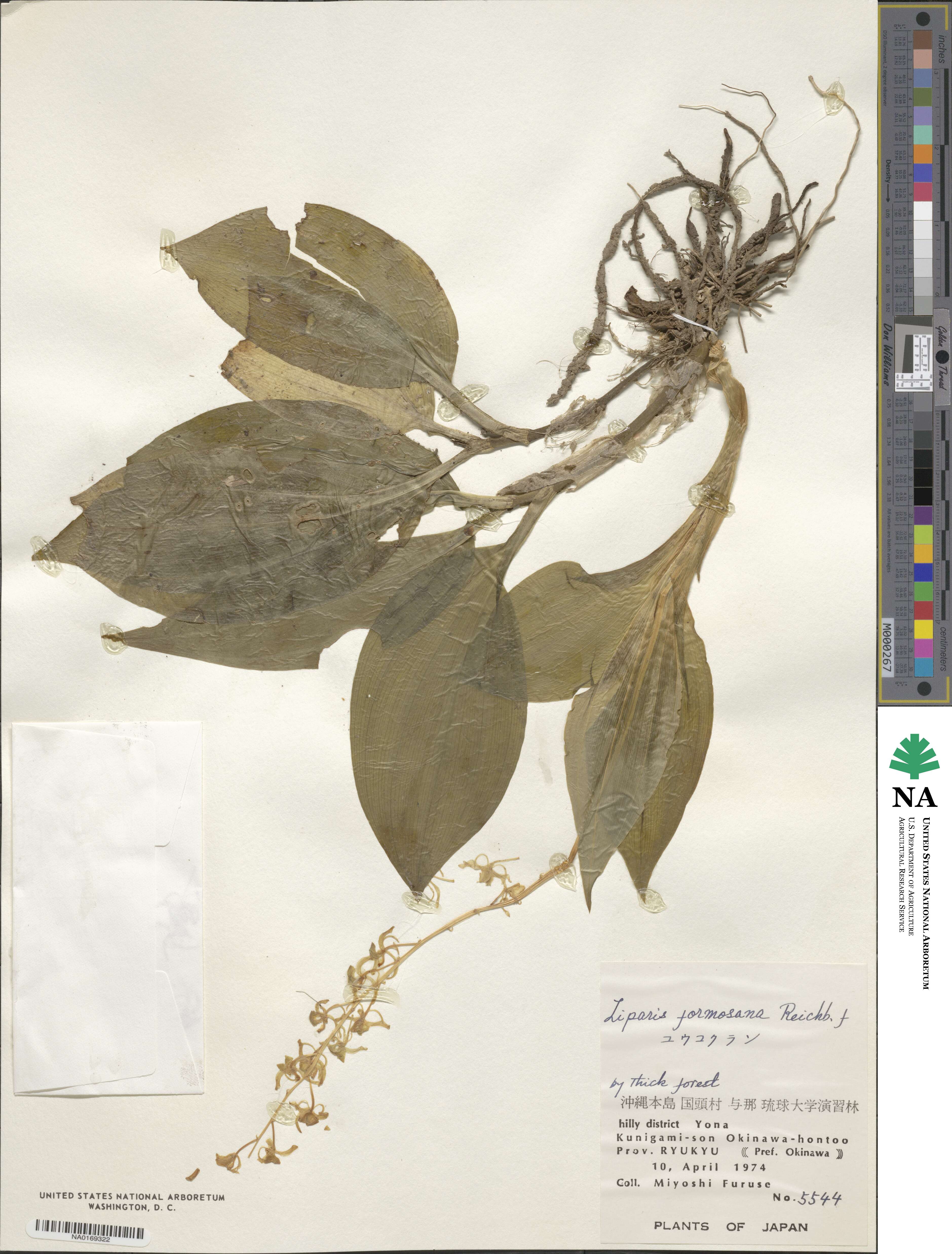 Liparis formosana image