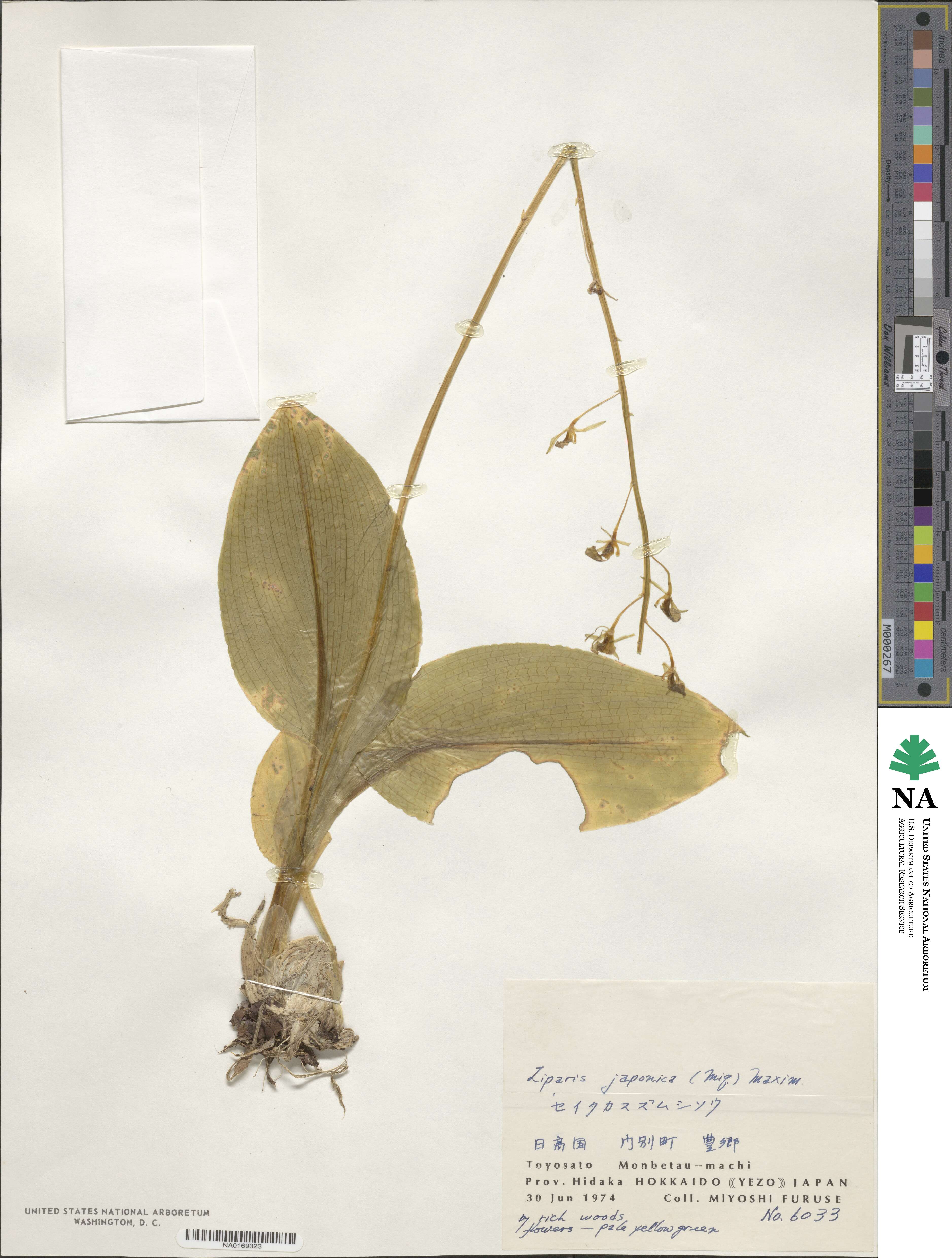 Malaxis monophyllos var. monophyllos image