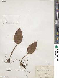 Tipularia discolor image