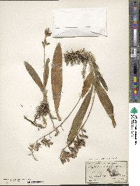 Image of Polystachya concreta
