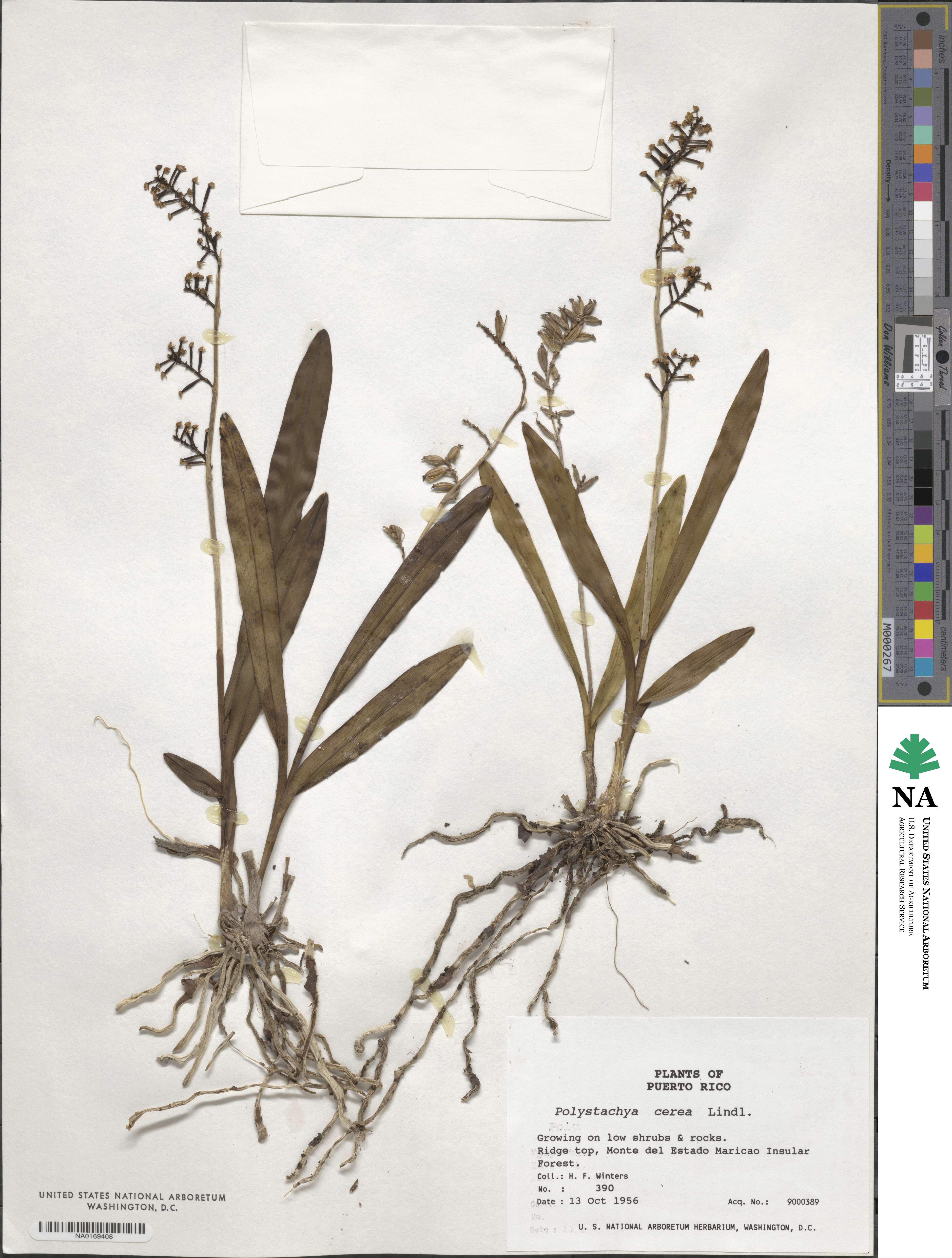 Polystachya cerea image