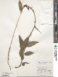 Image of Hetaeria oblongifolia