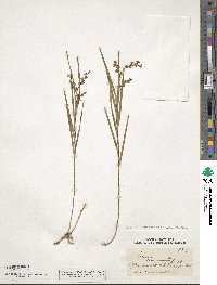 Earina mucronata image