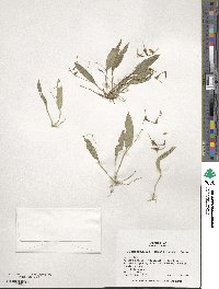 Image of Acianthera appendiculata