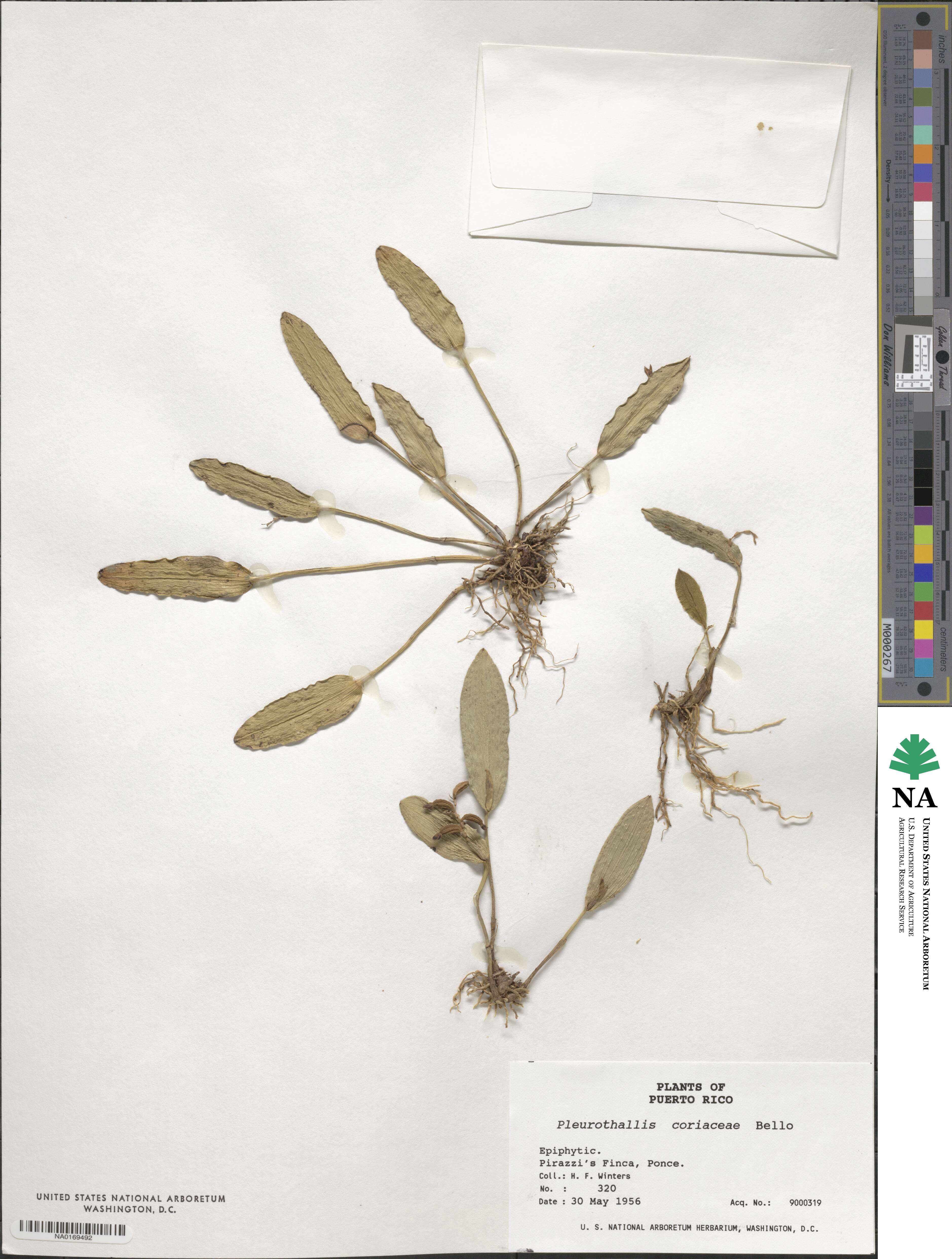 Acianthera pubescens image