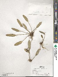 Acianthera pubescens image