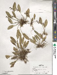 Acianthera pubescens image