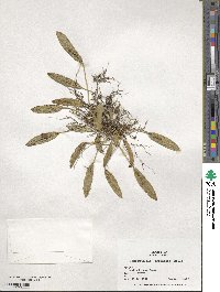 Acianthera pubescens image