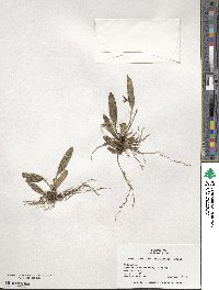 Acianthera pubescens image