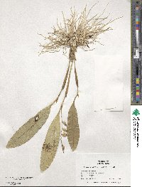 Stelis gelida image