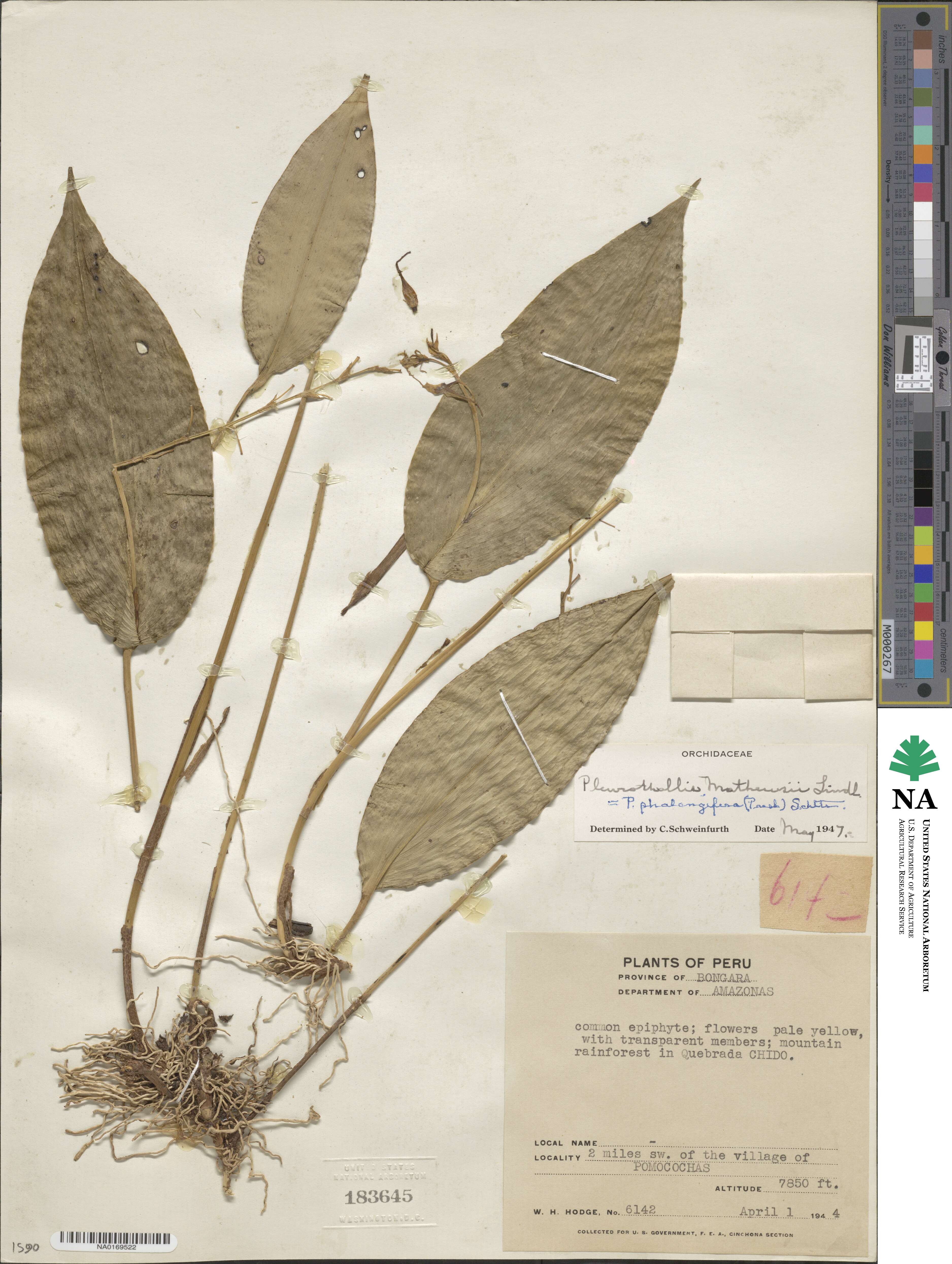 Pleurothallis phalangifera image