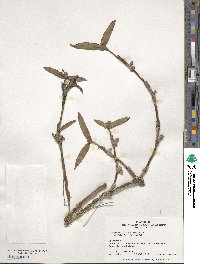 Scaphyglottis modesta image