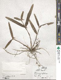 Scaphyglottis modesta image