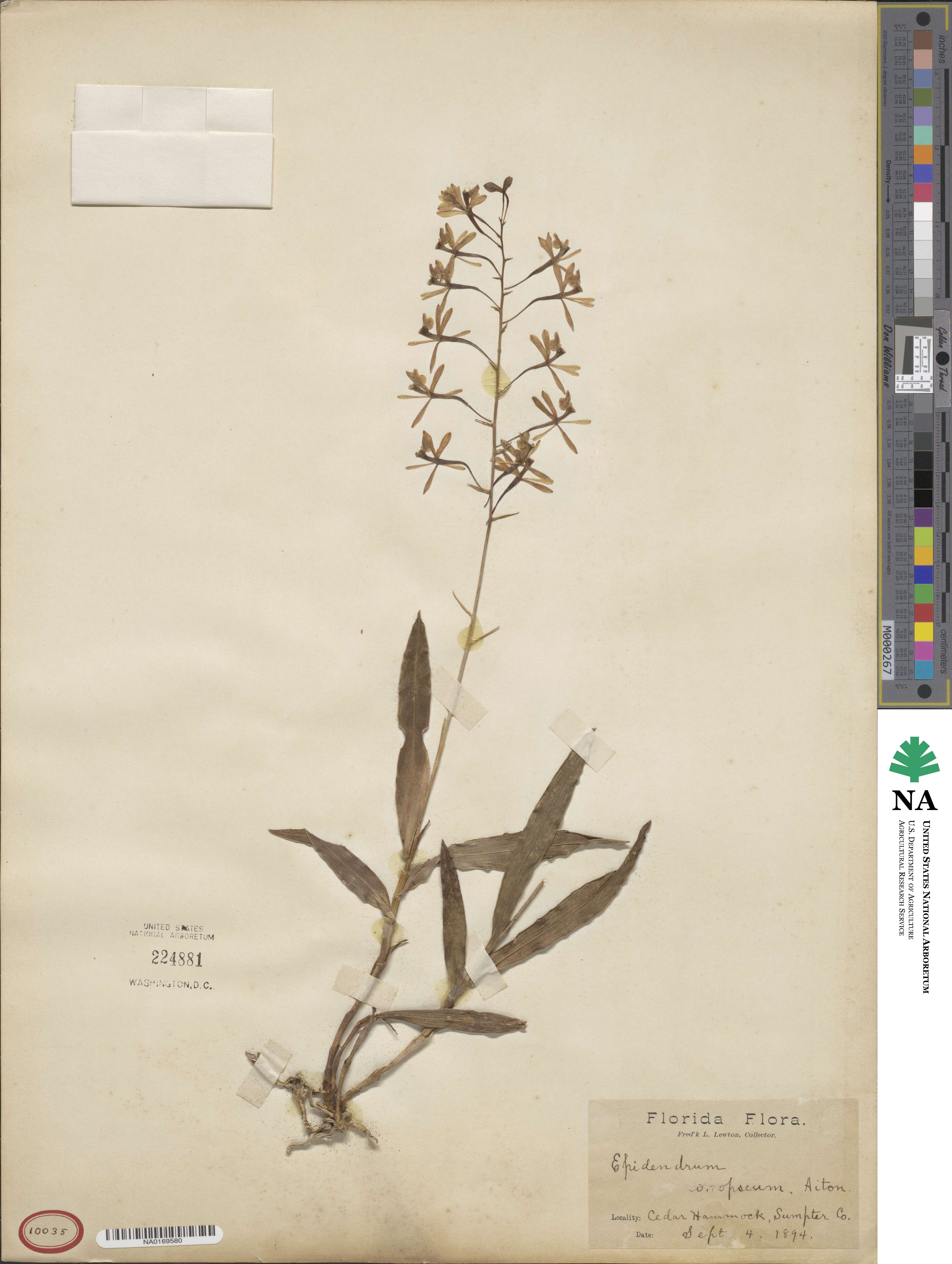 Epidendrum conopseum image