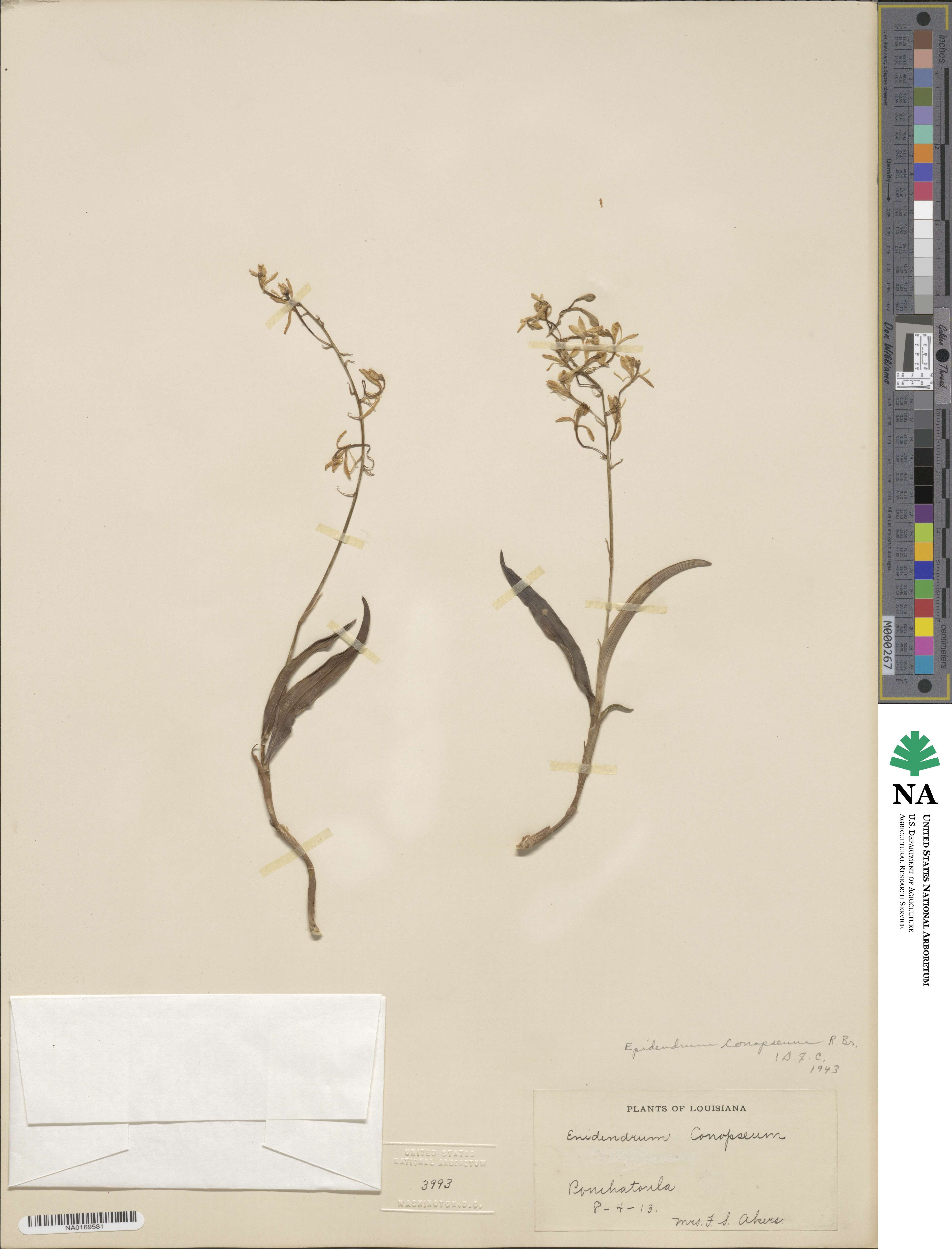 Epidendrum conopseum image