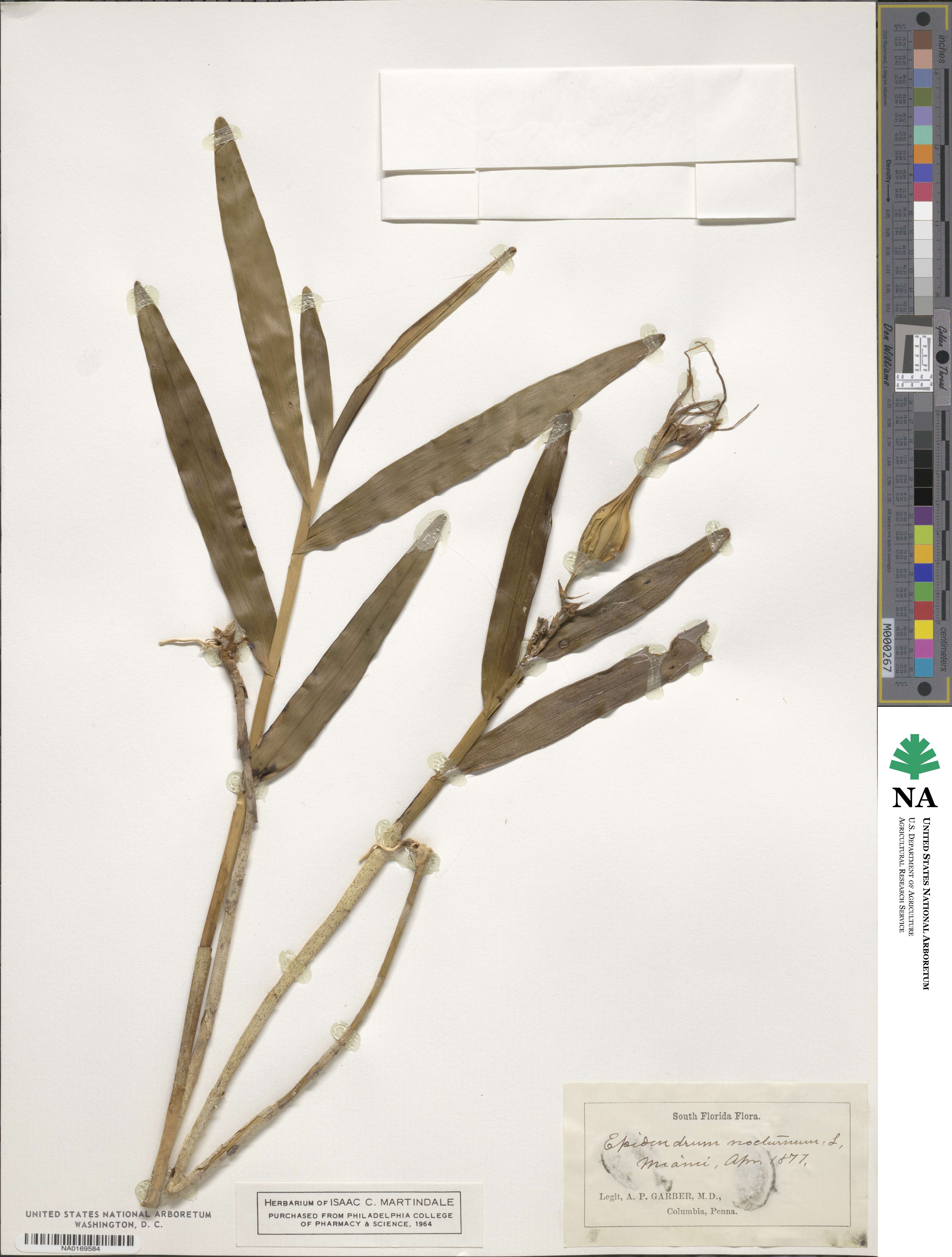 Epidendrum nocturnum image