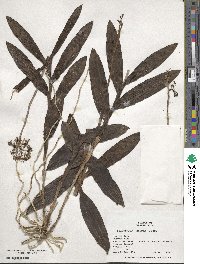 Epidendrum anceps image