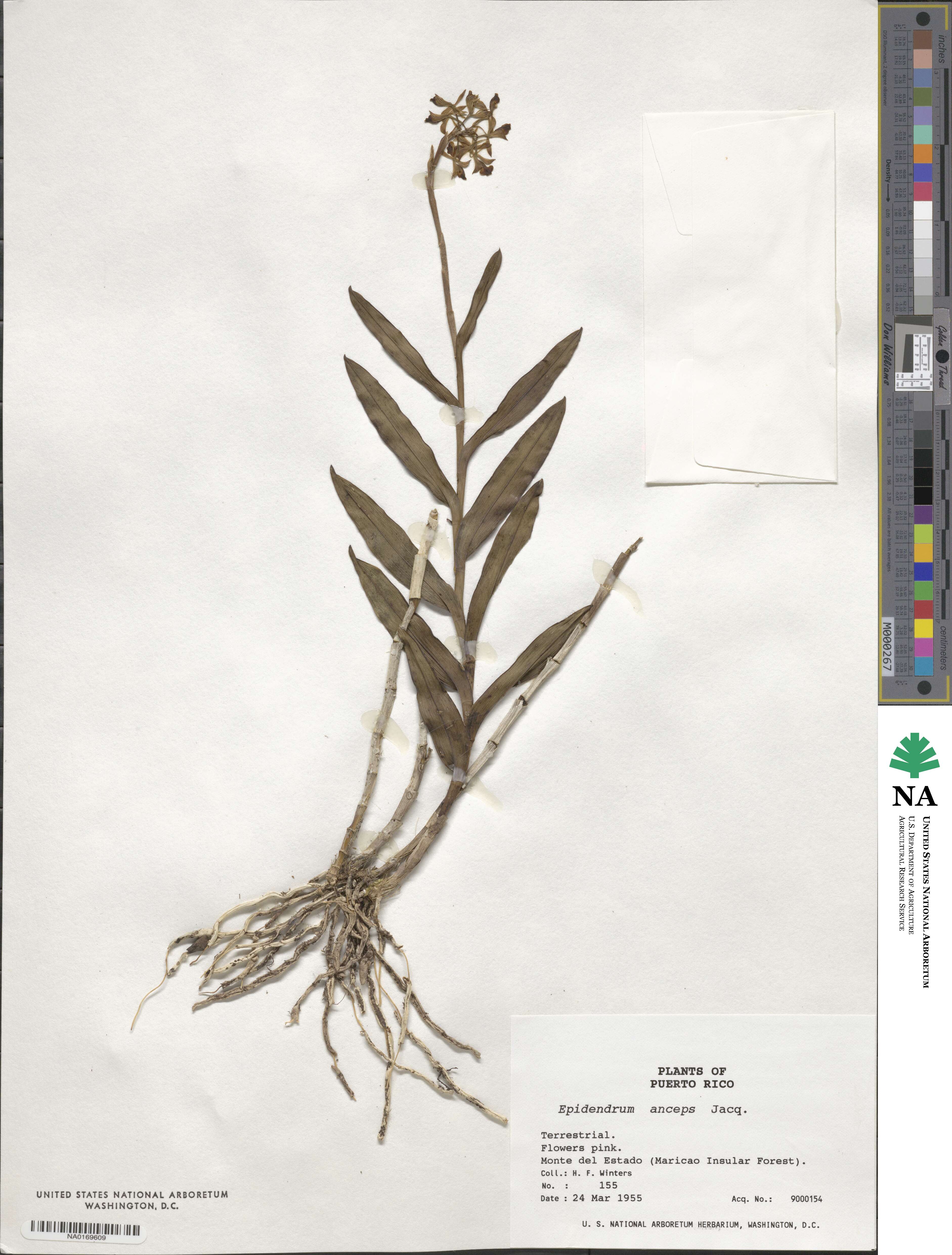 Epidendrum anceps image