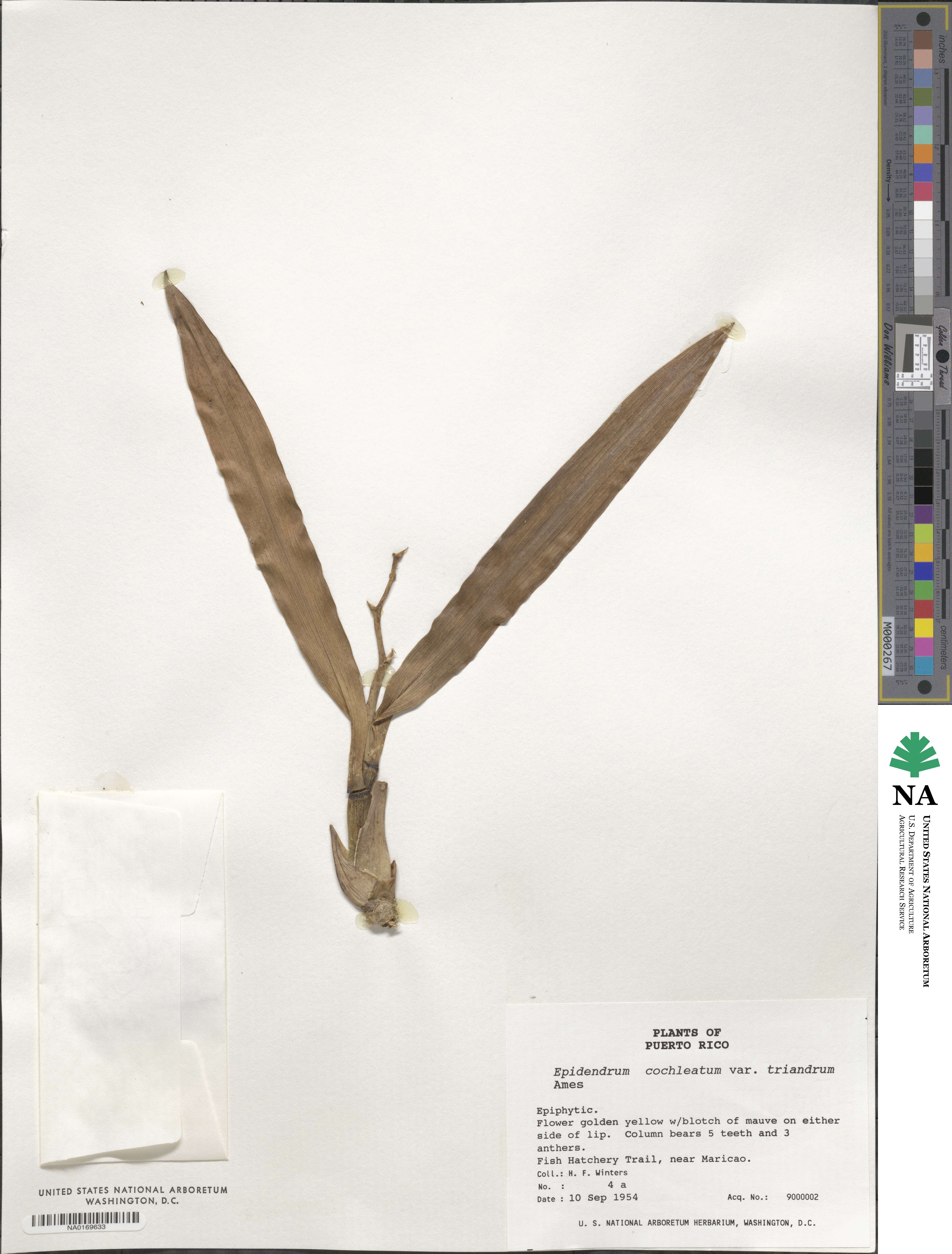 Prosthechea cochleata var. triandra image