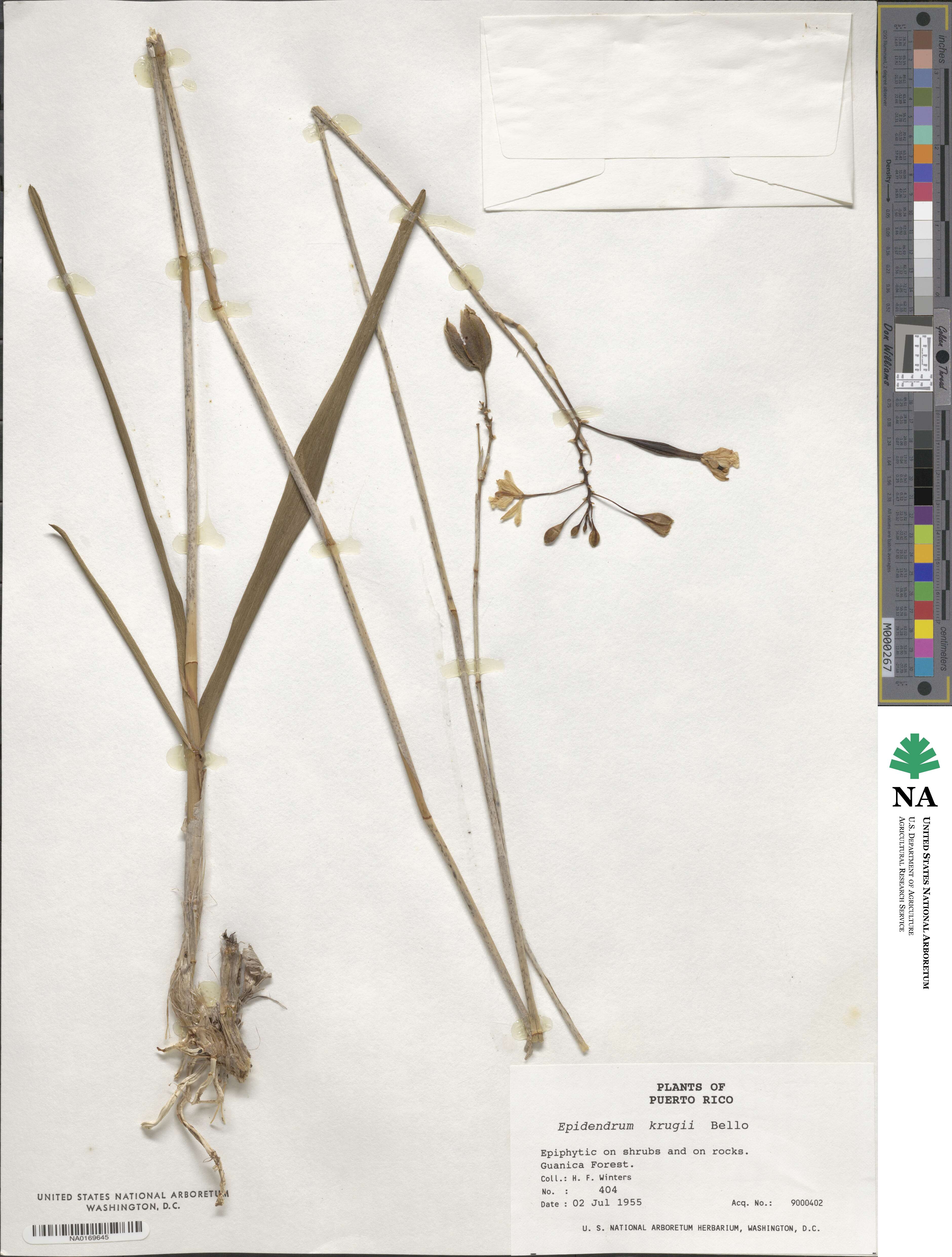 Orchidaceae image