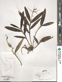 Epidendrum nocturnum image