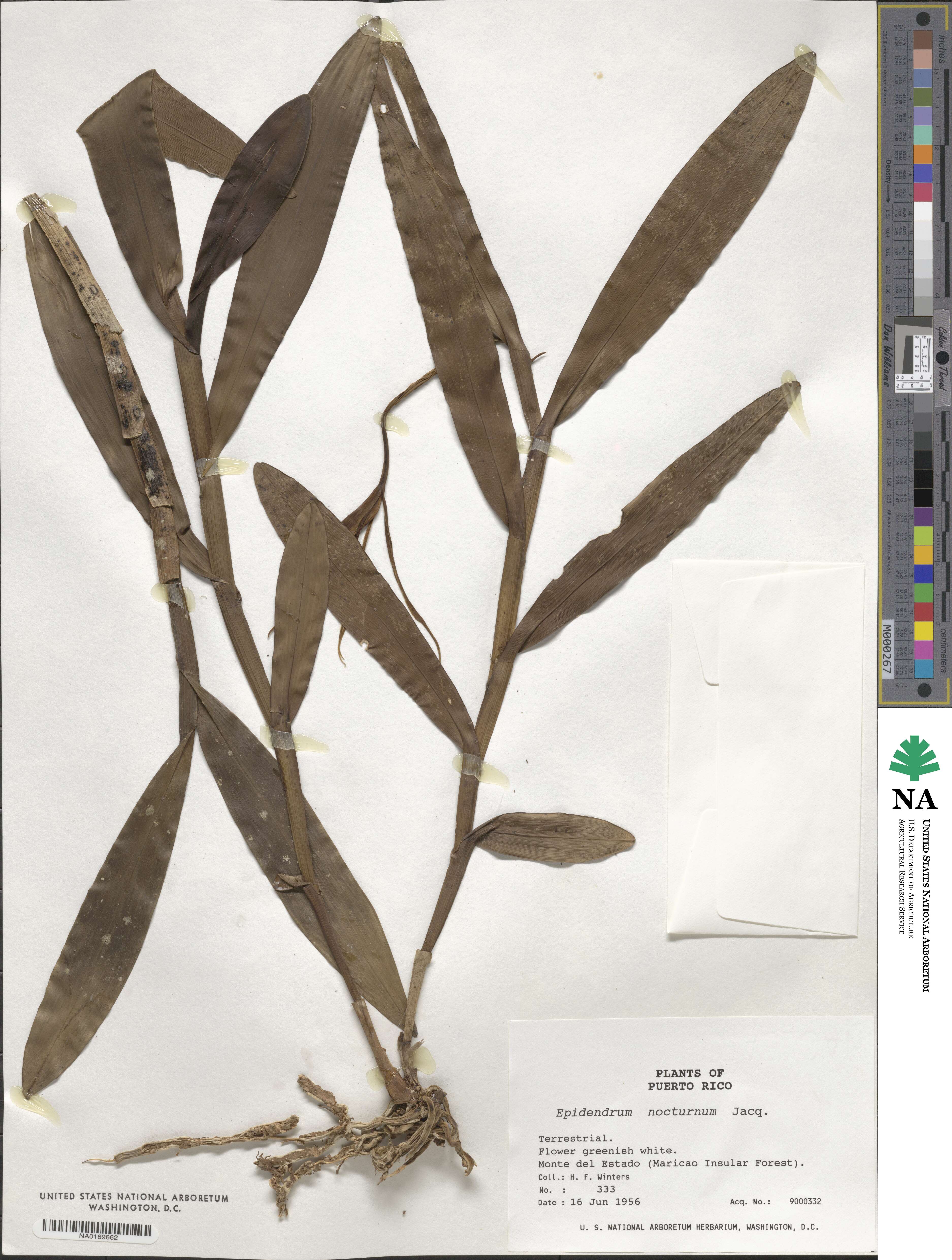 Epidendrum nocturnum image